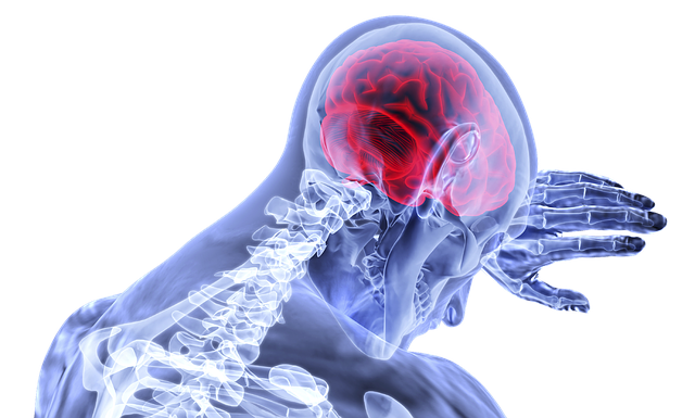 cerveau