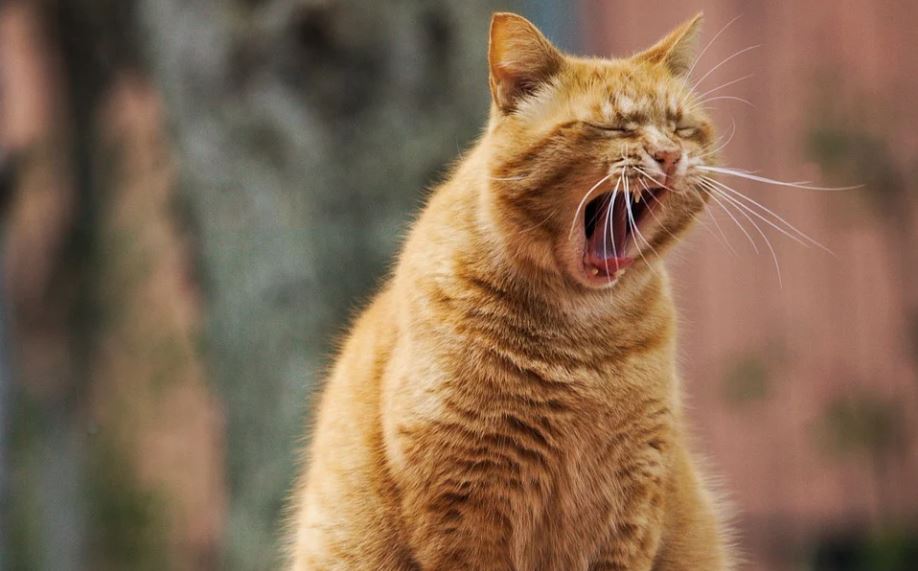 un chat baille de fatigue